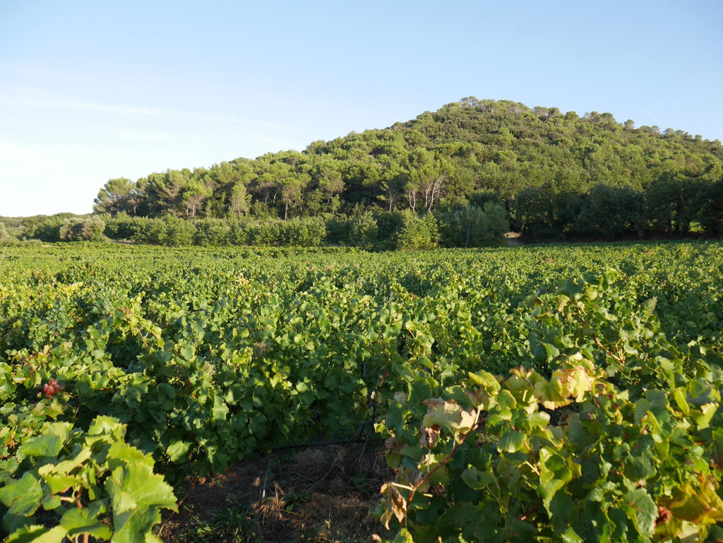 Caractéristique de nos vins - TERRA 6840
